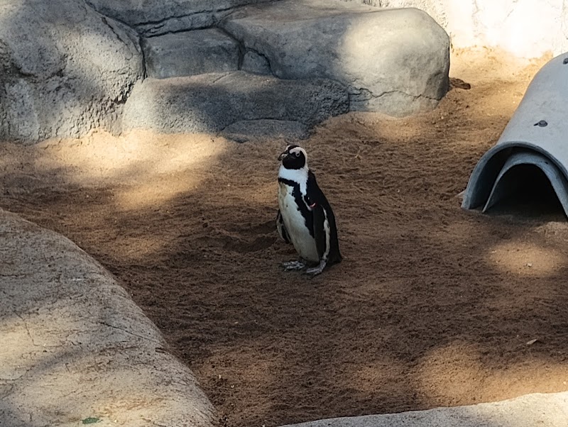 Penguins