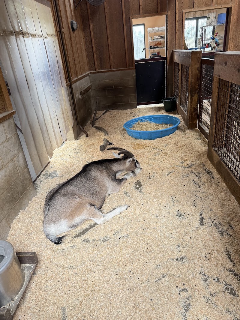 Petting Yard
