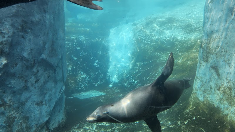 Pinniped Point