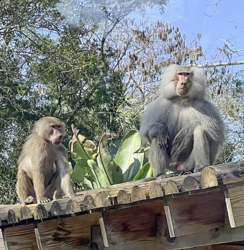 Primates