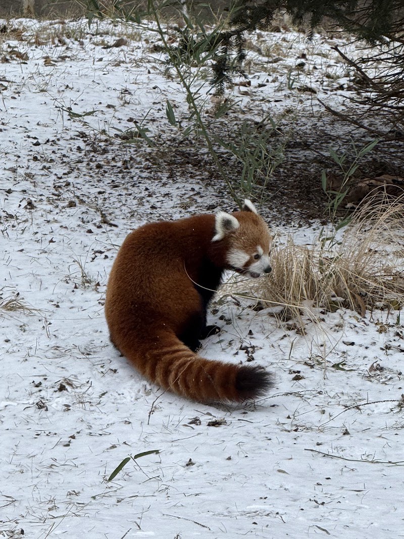 Red Panda Exhibit