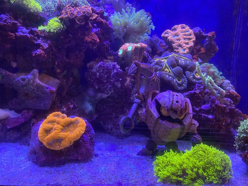 Reef Tank Design & Services Inc.