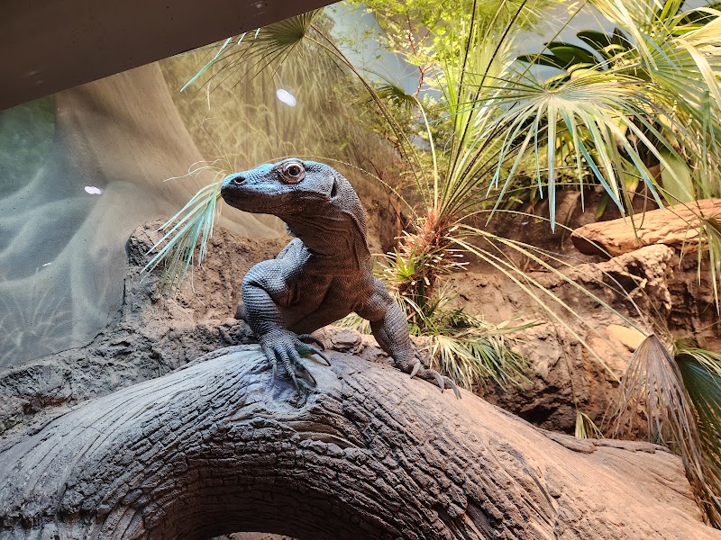 Reptile Realm
