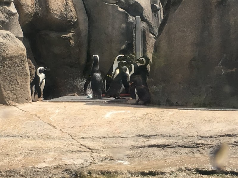 Robert and Mayari Pritzker Penguin Cove