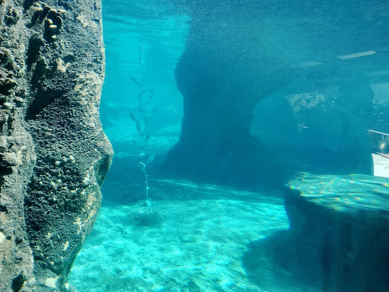 Sea Lion Cove