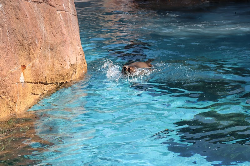 Seal and Sea Lion exhibit