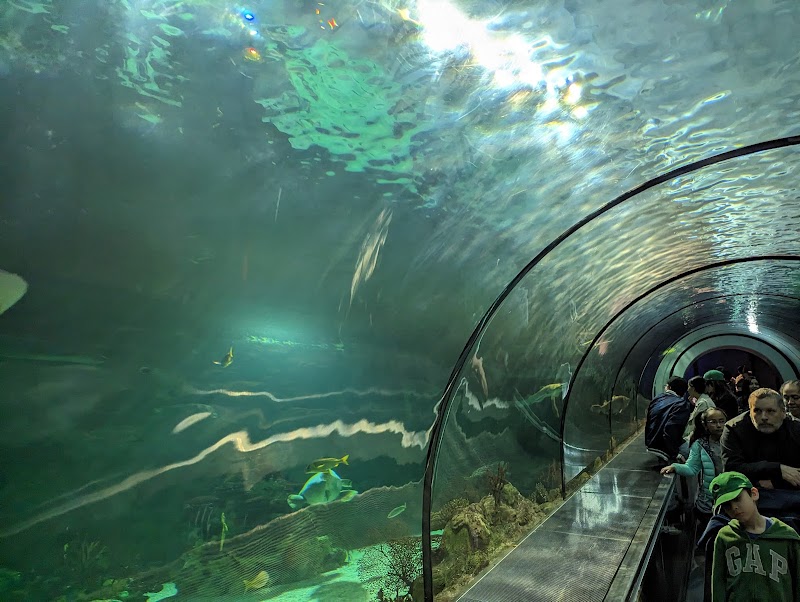 Shark Encounter