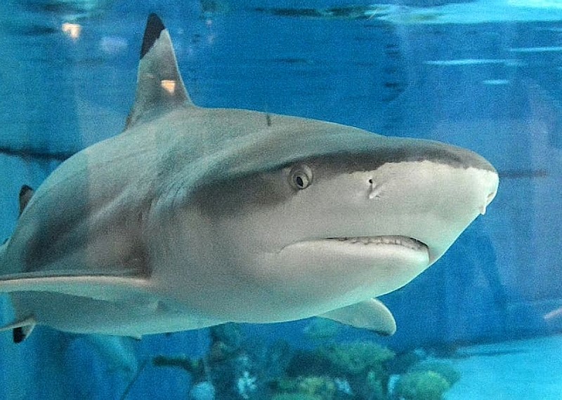 Shark Lagoon