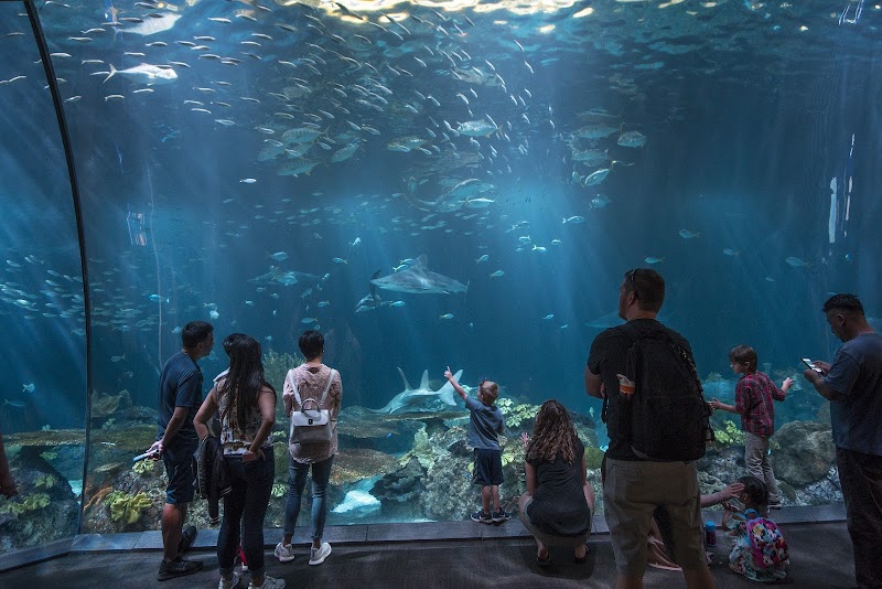Shedd Aquarium