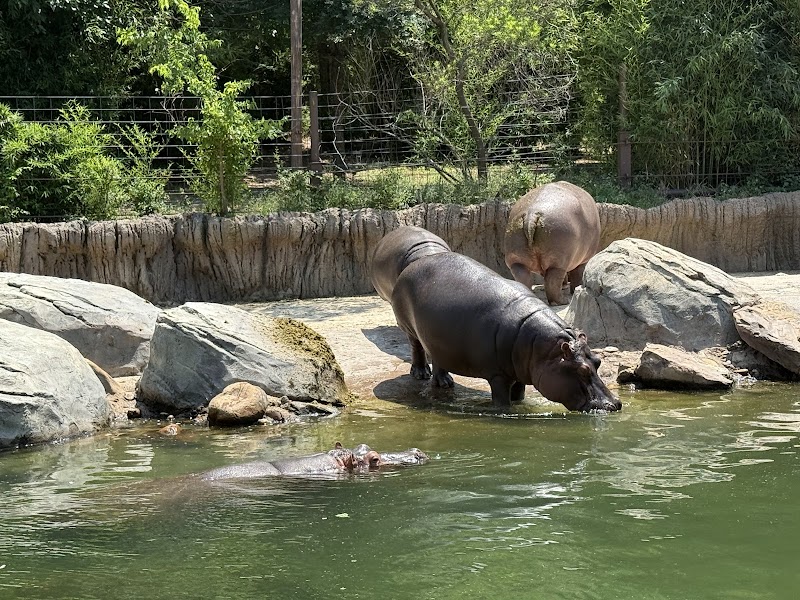 Simmons Hippo Outpost