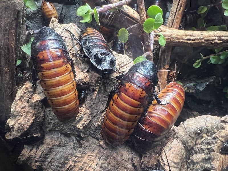 Spineless Marvels