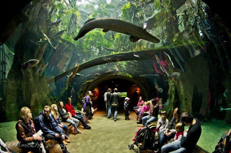 Steinhart Aquarium