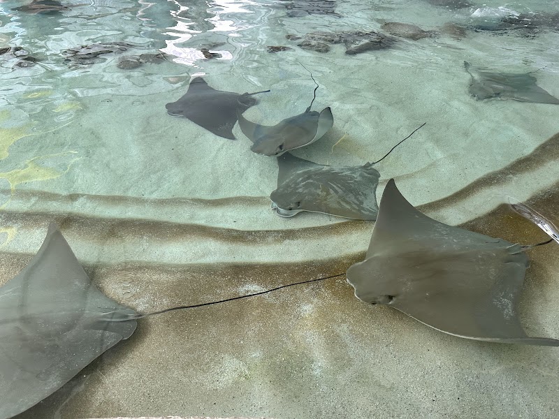 Stingray Touch