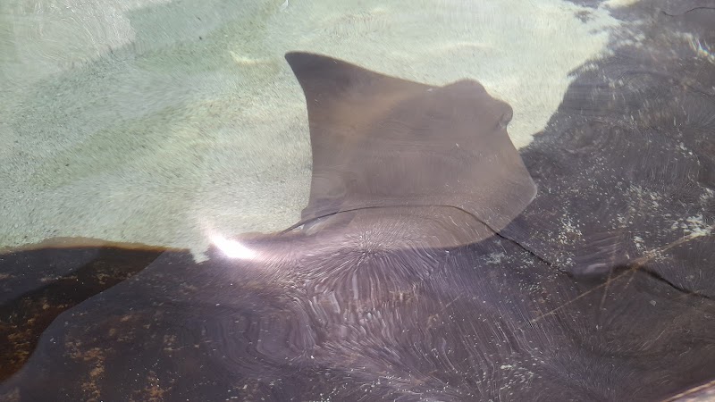 Stingray Touch