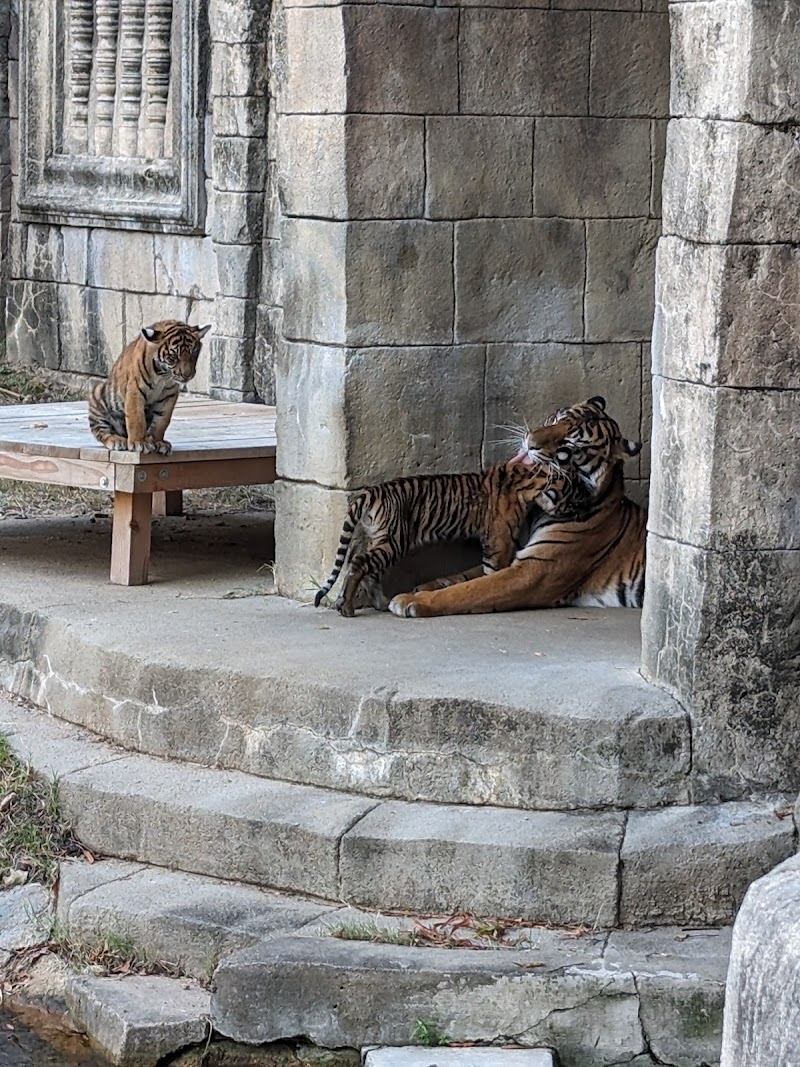 Sumatran Tiger