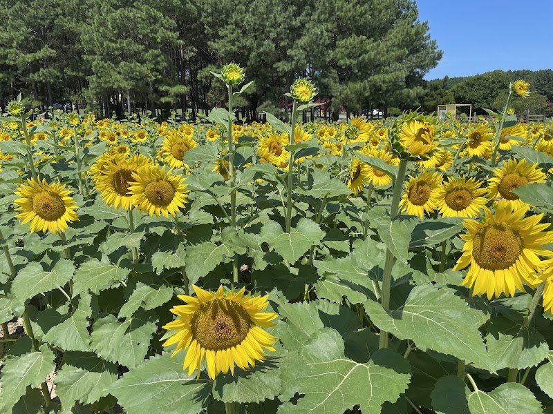 Sunflower Field Dorothea Dix Park