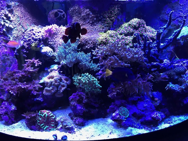 Superior Reef