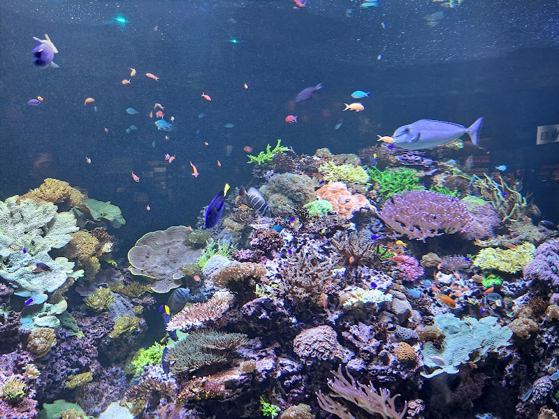 The Dive Aquarium at the Frost Museum