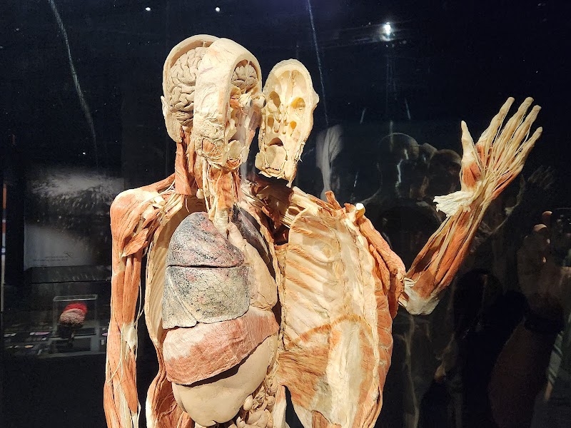 The Health Museum - Photo 6
