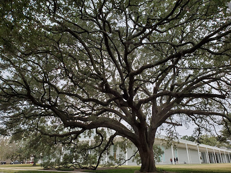 The Menil Collection - Photo 4