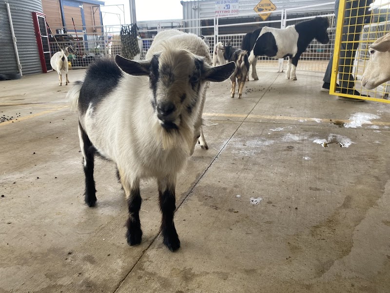 The Petting Zoo at Traders Village S.A