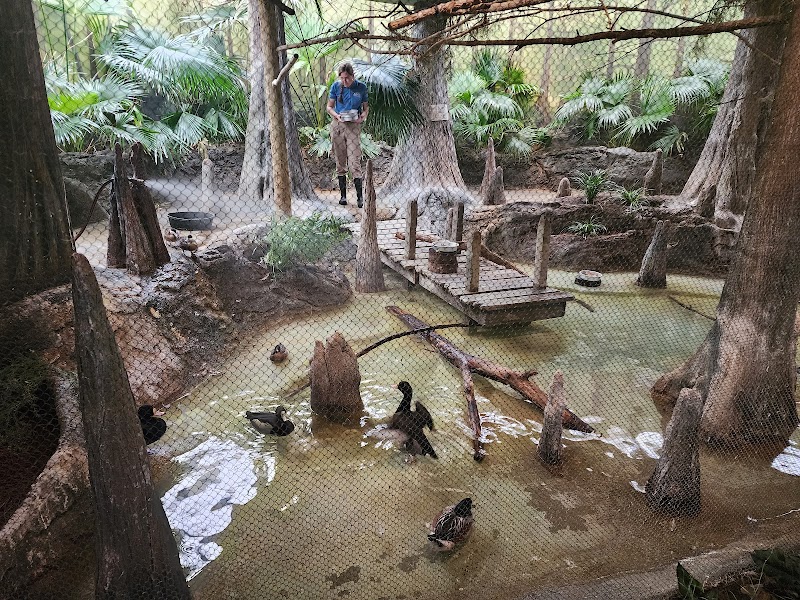 The Swamp