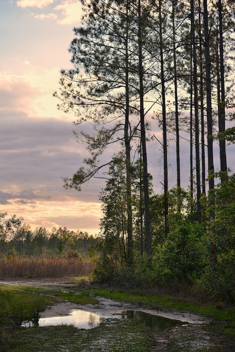 Thomas Creek Wildlife Management Area - Kings Road Unit