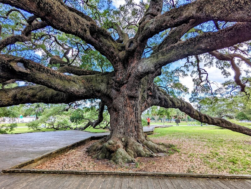 Treaty Oak