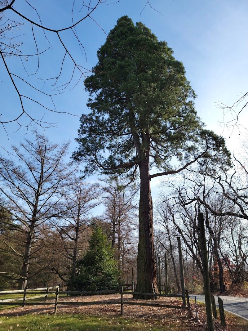 Tyler Arboretum