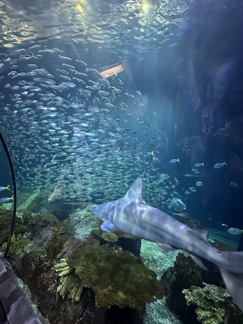 Wild Reef