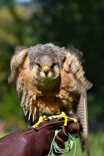 Wing Blade Falconry