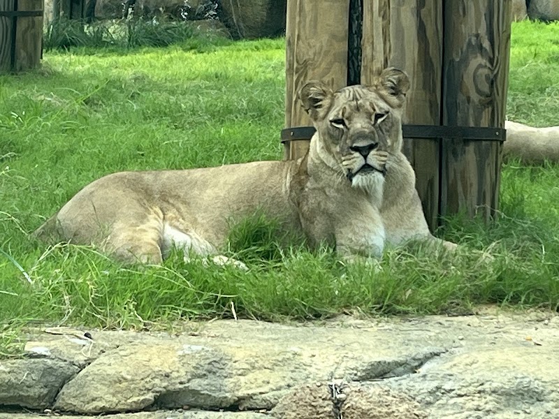 World of Primates at Fort Worth Zoo