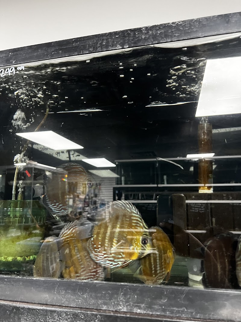 Your Pet Fish