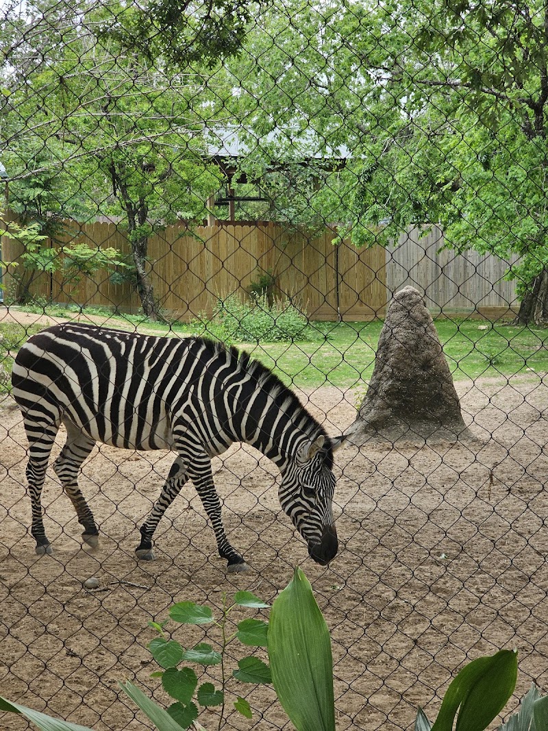 Zebra