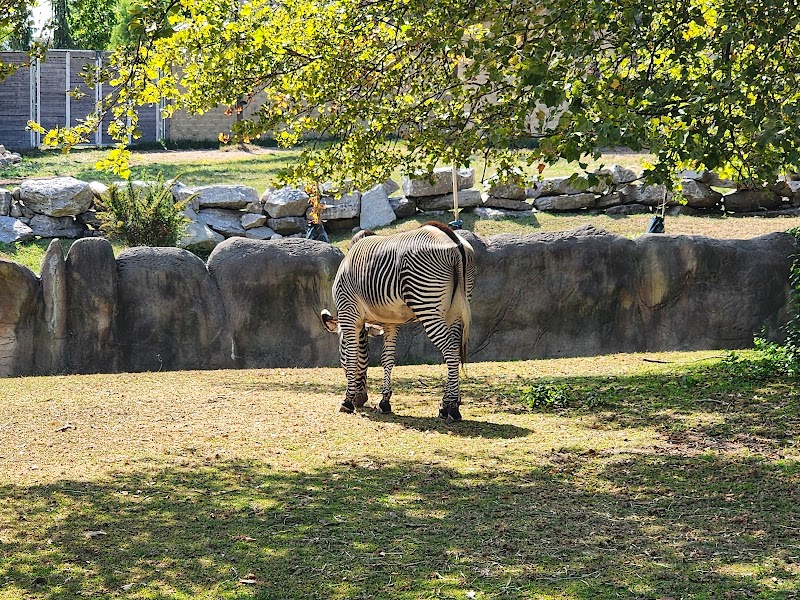 Zebra Exhibit